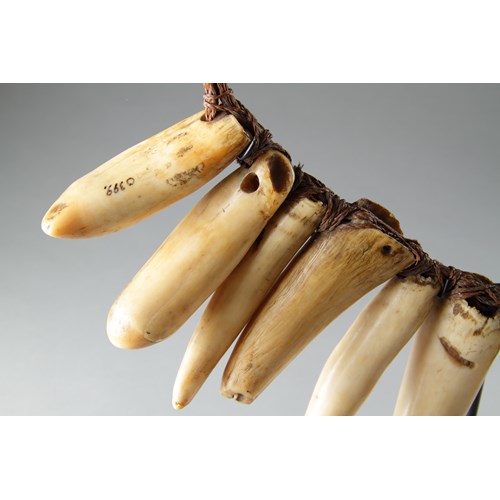 Rare Early Fijian Sperm Whale Tooth Necklace ‘Vuasagale’